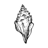 Seashell Sketch. Underwater Shells Illustration on outline style. Drawing mollusk isolated on white background. Stylized graphics. Underwater world line art for design label, postcards vector