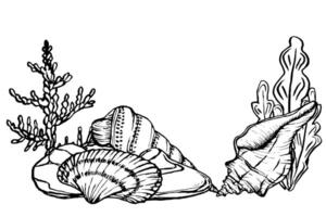 Seabed landscape with Seashells and Seaweed. Underwater design template drawing in line art style. Hand drawn illustration of undersea. algae, corals, seashells painted by black ink. Marine art vector