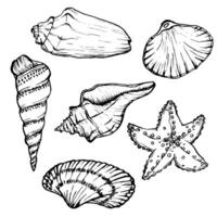 Seashells illustration collection. Underwater Shells and Starfish on outline style. Set Drawing of mollusk in simple linear style. Underwater world line art for design label, postcards vector
