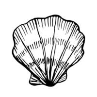 Line Art Illustration of Shell. Seashells in Black and White style. Drawing mollusk isolated on white background. Stylized graphics. Underwater world line art for design label, postcards vector
