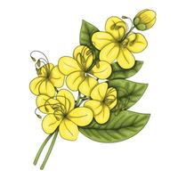 Cassia. A base note in perfumery. vector