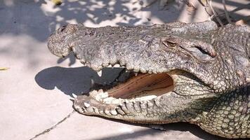 The crocodile is opening its mouth while relaxing on the ground in a large pond at the zoo, close up shot video