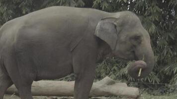 Group of elephants foraging in the wild. S-Log for colour grading video