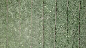 A field of lettuce is shown in the image video