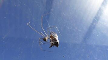 Spider tightens and wrapping web on big fly insect, catching and eating its Prey. video