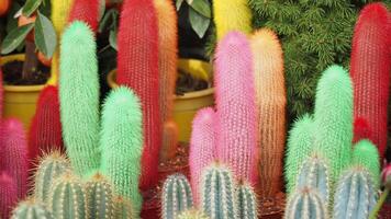 Close-up of many cactus in the pots at the market video