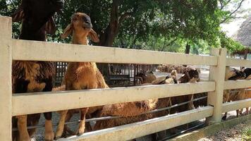 Group of brown sheep standing on the edge of white picket fence while waiting for feeding from tourist in livestock farm video