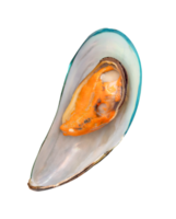 Top view of cooked or steamed green mussels isolated with clipping path in file format png