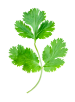 Top view of fresh green coriander leaf isolated in file format png
