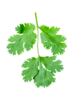 Top view of fresh green coriander leaf isolated in file format png