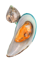 Front view of cooked or steamed green mussels in stack isolated with clipping path in file format png