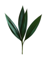 dragon tree leaf with pointed ends and deep green color isolated on black background perfect for botanical and natural design projects png