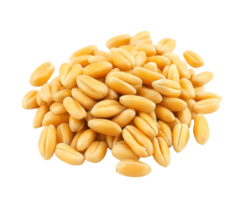 pile of golden wheat grains with detailed texture on an isolated background ideal for agricultural and culinary visuals png