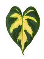 philodendron leaf with bold yellow and green patterns isolated background png