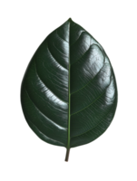 rubber plant leaf with shiny dark green surface and prominent veins isolated background png
