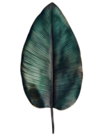 banana leaf with rich dark green tones and visible texture isolated background ideal for tropical and botanical themes png