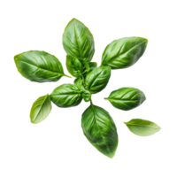 Fresh basil leaves arranged on a transparent background for culinary use and garnish ideas, Basil vegetable as food ingridient transparent background png