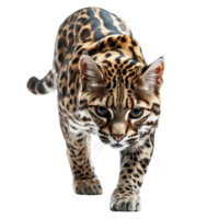 realistic leopard cat walking with fierce expression. Isolated on transparent background. png