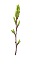 Young sprig of spruce isolate on transparent background png