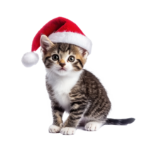 Smiling Kitten in red Santa hat full length isolate on transparent background png