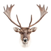 Reindeer antler front view isolate on transparent background png