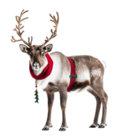 Santa Reindeer side view full length isolate on transparent background png