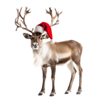 Santa Reindeer side view isolate on transparent background png