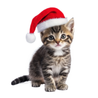 Smiling Kitten in red Santa hat full length isolate on transparent background png