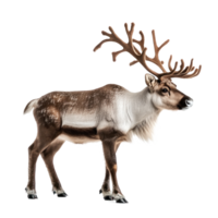 Santa Reindeer side view full length isolate on transparent background png