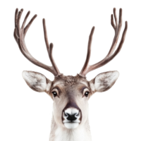 Reindeer antler front view isolate on transparent background png