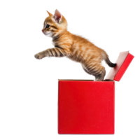 Cute cat coming out of red gift box side view full length isolate on transparent background png