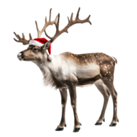 Santa Reindeer side view isolate on transparent background png