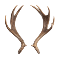 Reindeer antler front view isolate on transparent background png