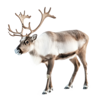 Reindeer side view isolate on transparent background png