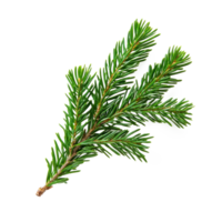 Branch of fir green isolate on transparent background png
