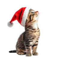 Smiling Kitten in red Santa hat side view full length isolate on transparent background png
