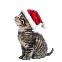 Smiling Kitten in red Santa hat side view full length isolate on transparent background png