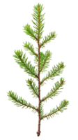 Young sprig of spruce isolate on transparent background png