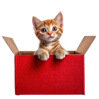 Cute cat coming out of red gift box full length isolate on transparent background png