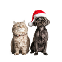 Funny dog and cat wearing a santa hat side view full length isolate on transparent background png