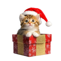 Kitten in a red Santa hat sitting in red and gold gift box side view full length isolate on transparent background png