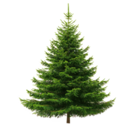 Spruce isolate on transparent background png