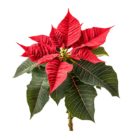 Christmas poinsettia side view isolate on transparent background png