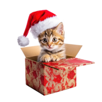 Kitten in a red Santa hat sitting in red and gold gift box full length isolate on transparent background png