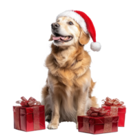 Smiling Dog wearing red santa sitting with red presents side view full length isolate on transparent background png