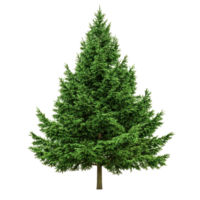 Green fir tree front view isolate on transparent background png