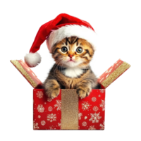 Kitten in a red Santa hat sitting in red and gold gift box full length isolate on transparent background png