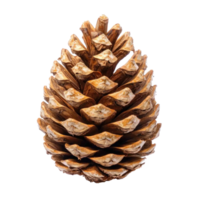 Pinecone isolate on transparent background png