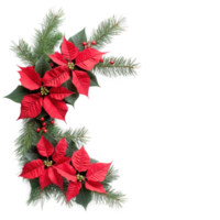 Christmas corner with red poinsettia flowers with pine twigs isolate on transparent background png