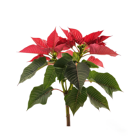 Christmas poinsettia side view isolate on transparent background png